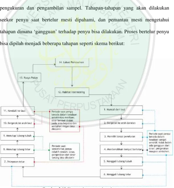 Gambar 2.18 Skema tahap proses bertelur penyu (Sumber: Pedoman Teknis Pengolahan Konservasi Penyu, 2009)