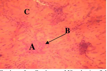 Gambar 4. Gambaran Mikroskopis Sel Ginjal 