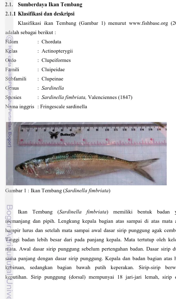 Gambar 1 : Ikan Tembang (Sardinella fimbriata) 