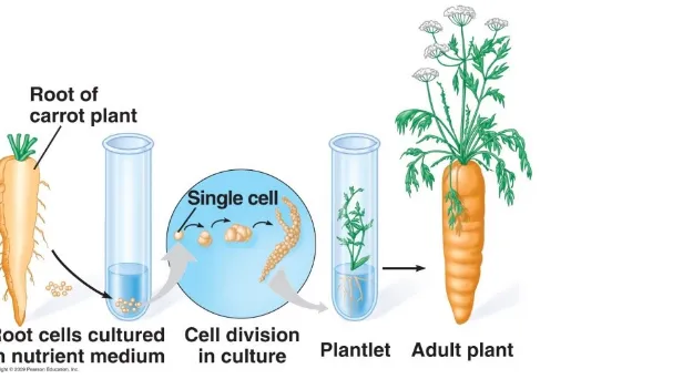 Gambar kultur suspensi sel jaringan meristem pada wortel
