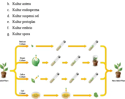 Gambar beberapa metode kultur jaringan berdasarkan bahan yang digunakan