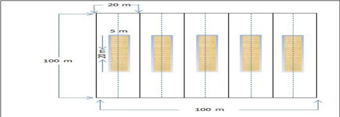 Gambar 1. Bentuk Plot Pengamatan (Shape of Monitoring Plot)  Ukuran masing-masing sub plot pengamatan dapat dilihat pada Gambar 2