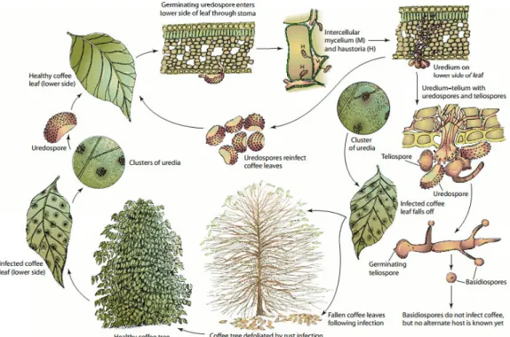 Gambar 3. Siklus penyakit karat daun kopi yang disebabkan oleh H. vastatrix  (Sumber: Agrios, 2005)