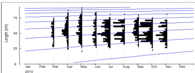 Gambar 2. Pola sebaran frekuensi panjang ikan kakap merah (Lutjanus malabaricus).