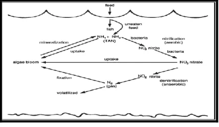 Gambar 1 Siklus nitrogen pada kolam ikan.  (Durborow et al. 1997 b ). 