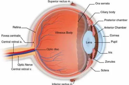 Gambar 2.1 Sistem Visual  Sumber: anonim, 2009  