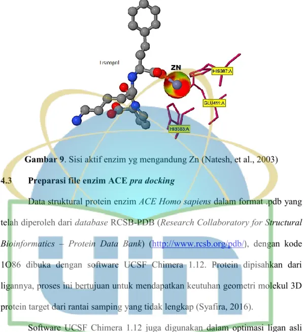 Gambar 9. Sisi aktif enzim yg mengandung Zn (Natesh, et al., 2003)  4.3    Preparasi file enzim ACE pra docking 