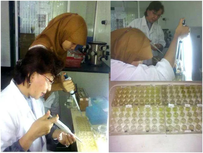 Gambar 12 Pengujian sitotoksisitas  metode brine shrimp lethality test (BSLT) 