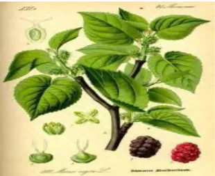 Gambar 2. Tanaman murbei (Morus sp.) 