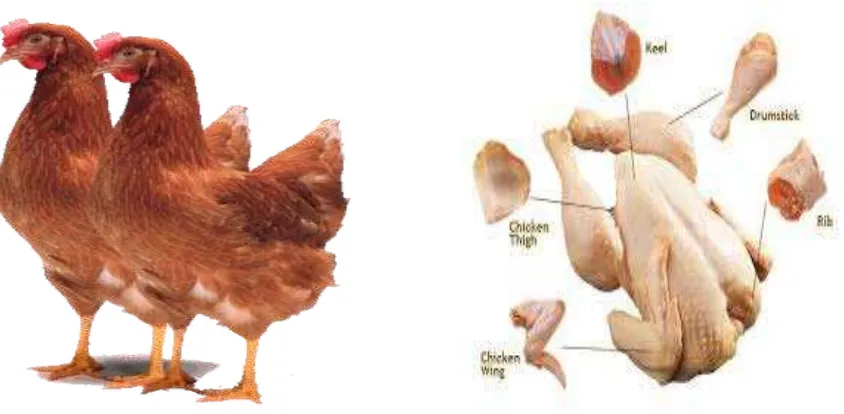 Gambar 2. Ayam ras petelur afkir dan daging ayam ras petelur afkir 