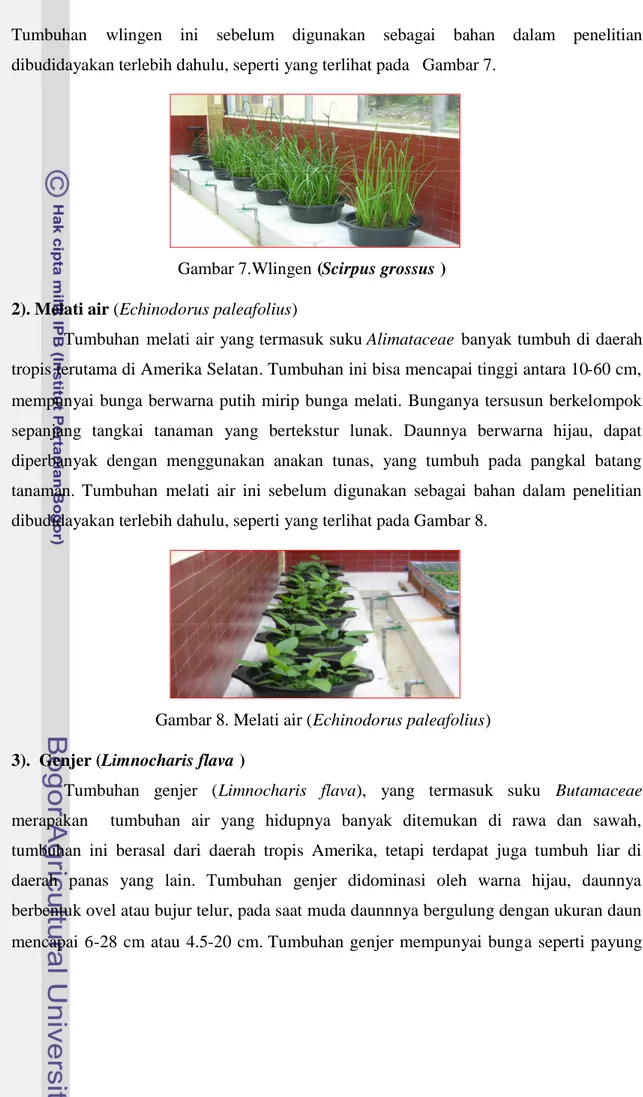 Gambar 7.Wlingen (Scirpus grossus )