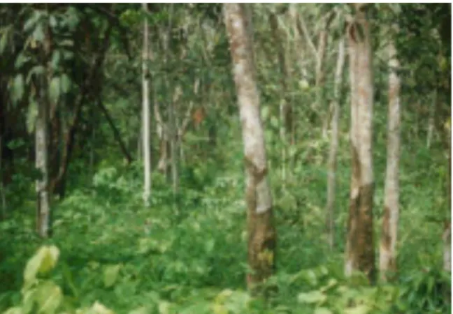 Gambar 4. Perkebunan karet rakyat yang kurang  terpelihara.  Jarak  tanam  yang  tidak  jelas  dan  pemeliharaan  yang  minim  menyebabkan  areal  seperti  ‚hutan  karet‛