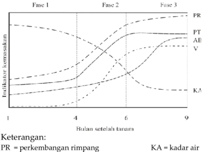Gambar  2    Grafik  hipotetik  pola  pertumbuhan  dan  perkembangan  rimpang  benih  JPB yang diproduksi di Bogor 