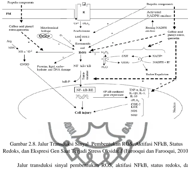 Gambar 2.8. Jalur Transduksi Sinyal  Pembentukan ROS, Aktifasi NFkB, Status  Redoks, dan Ekspresi Gen Saat Terjadi Stress Oksidatif (Farooqui dan Farooqui, 2010) 