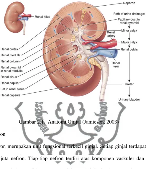 Gambar 2.1.  Anatomi Ginjal (Jamieson, 2003)  2.1.2.  Nefron 