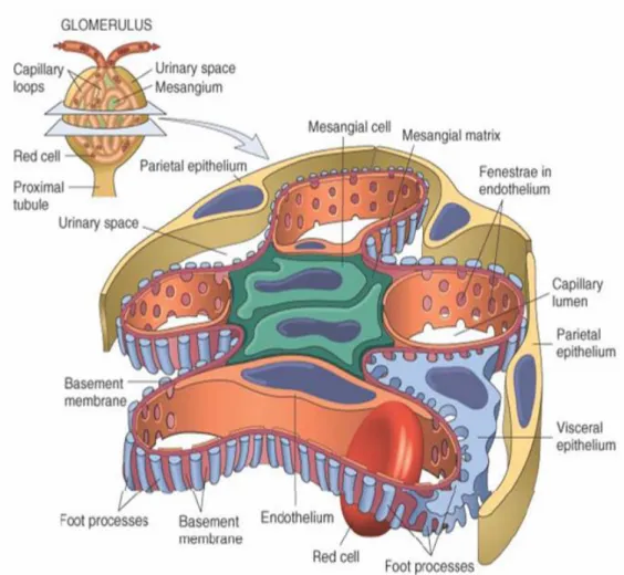 Gambar 2.3. Penampang Glomerulus (Robbins dan Cotran, 2005) 