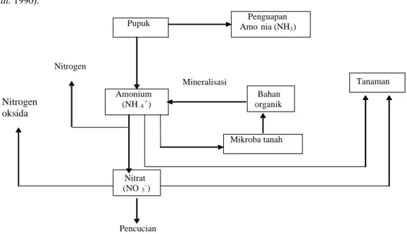 Gambar 1  Perubahan senyawa nitrogen dalam tanah  (Bockman et al. 1990).  Penguapan Amo nia (NH 3 ) Pupuk   Tanaman  Mikroba tanahNitrat (NO3-) Bahan organik  Amonium (NH4+) Denitrifikasi  Mineralisasi  NitrogenHidrolisis  Nitrogen oksida Pencucian  
