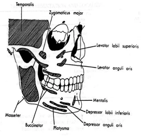 Gambar 2. Perlekatan otot-otot pada tulang fasial (Topazian, 2004) 