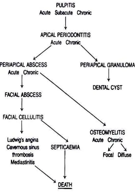 Gambar 3. Perjalanan Infeksi Odontogenik (Dimitroulis, 1997) 