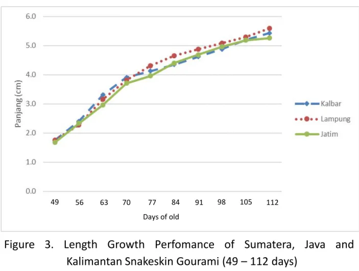 Figure 3. Length Growth Perfomance of Sumatera, Java and Kalimantan Snakeskin Gourami (49 – 112 days)