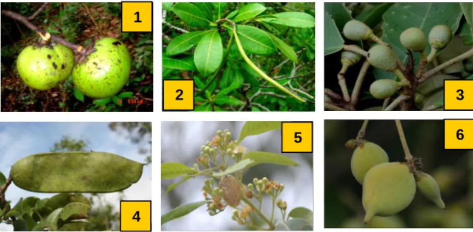 Gambar  1.  Beberapa  Jenis  Tumbuhan  Berkayu  Endemik  Terbatas  dan  Luas  di  Tanah  Papua  :  1