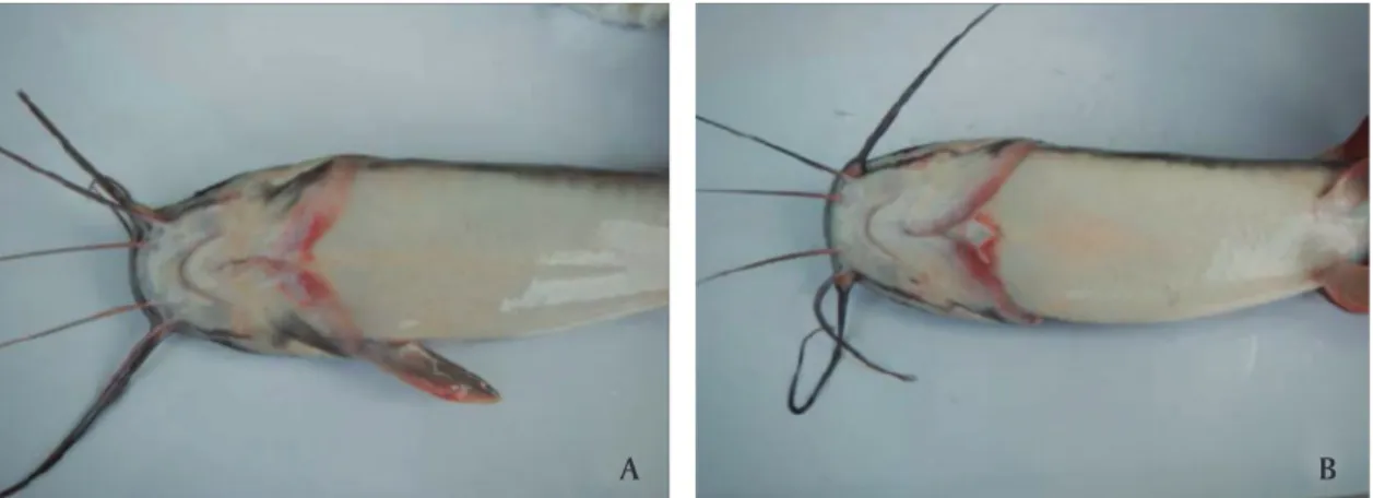 Gambar 1.  Deformitas pada salah satu (A) dan kedua (B) sirip dada ikan lele Clarias gariepinus