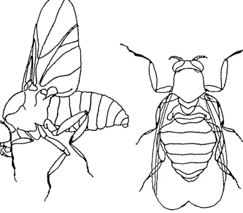 Gambar  1.  Pandangan  lateral  (kiri)  dan  dorsal  (kanan)  dari  Simuliidae  betina  dewasa 