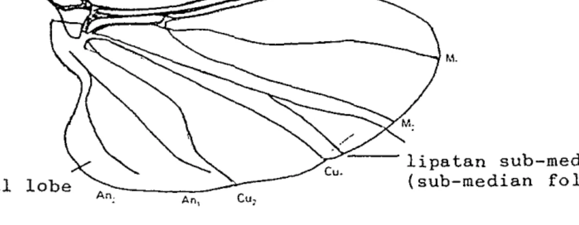 Gambar  3.  Pola  sayap  Simuliidae  betina  dewasa 