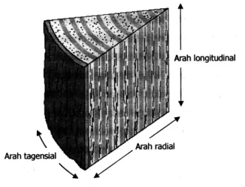 Gambar 2.4 Arah longitudinal, tangensial, dan radial pada kayu 