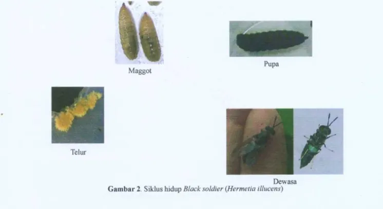 Gambar 3 . Black soldier (BS) Fly (a) BS fly sedang kawin (b) tempat hidup BS fly umumnya di atas daun/bunga