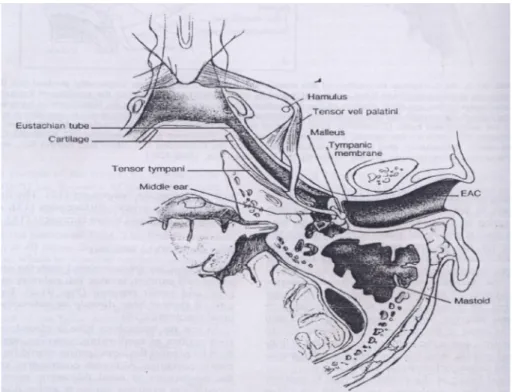 Gambar 2. Perlekatan muskulus tensor velli palatini di sepanjang dinding lateral  tuba eustakius