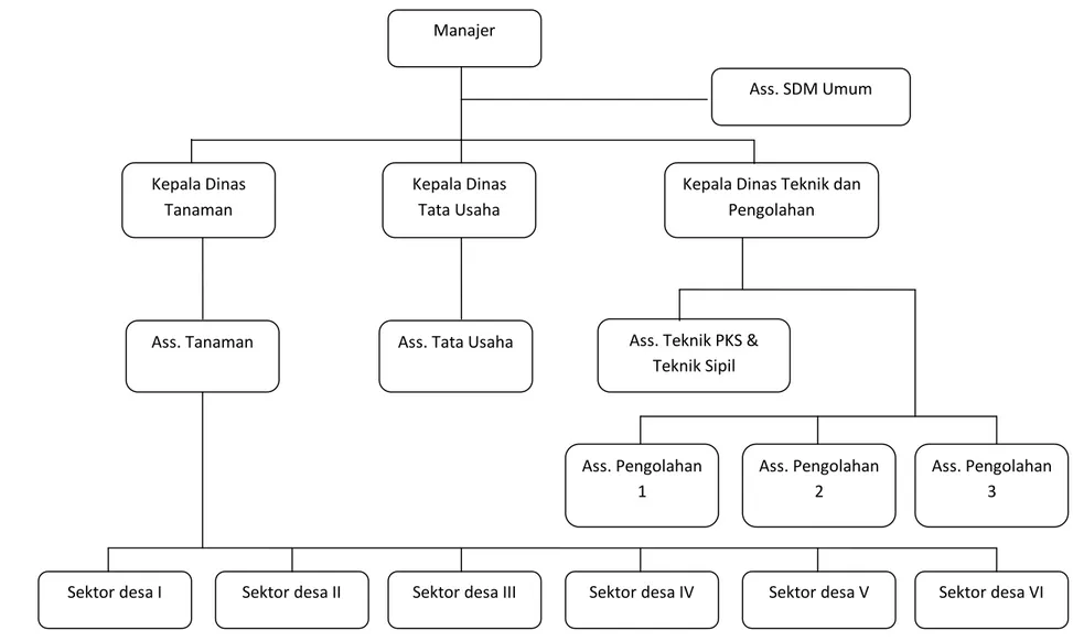 Gambar 4. Struktur Organisasi Unit Kebun Berangir PTPN IV Setelah Restrukturisasi Organisasi Manajer Kepala Dinas Tanaman Kepala Dinas Tata Usaha 