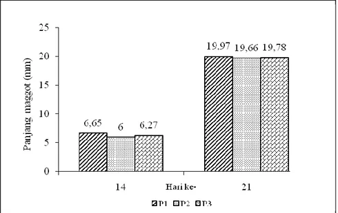 Gambar 1. Pertambahan panjang maggot pada hari ke-14 dan ke-21. P 1 , P 2 , dan  P 3  = Perlakuan ulangan ke-1, ke-2, dan ke-3