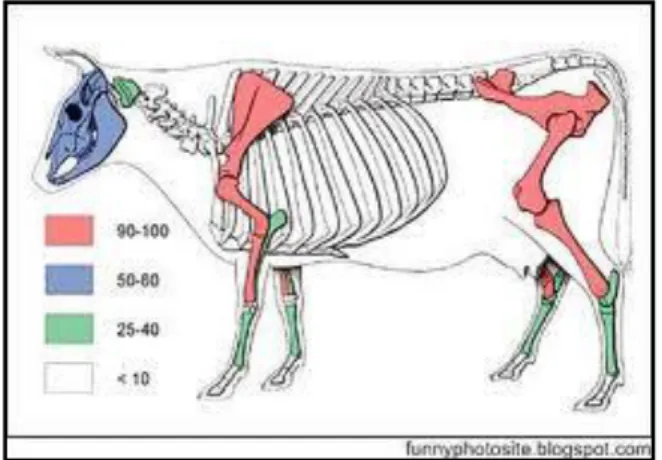 Gambar 1. Peta potensi pemanfaatan tulang dari beberapa bagian  pada tubuh sapi 
