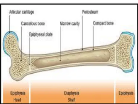 Gambar 2.  Struktur anatomis pada tulang 