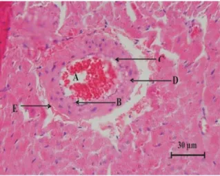Gambar 1. Arteri koroner tikus putih yang diberi pakan normal selama 90 hari (KI) tampak normal
