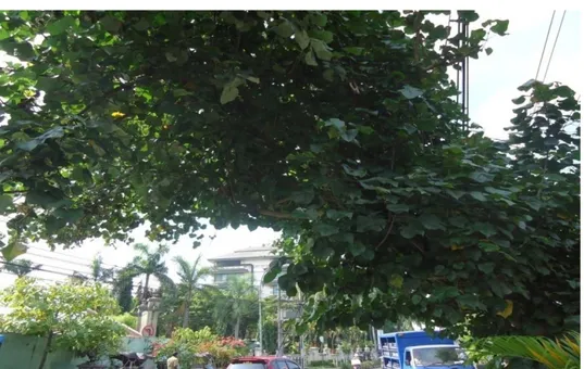 Gambar 5. Tumbuhan Waru (Hibiscus tiliaceus L.) di Jalan C. Simanjuntak  (Sumber: Dokumen Penelitian) 