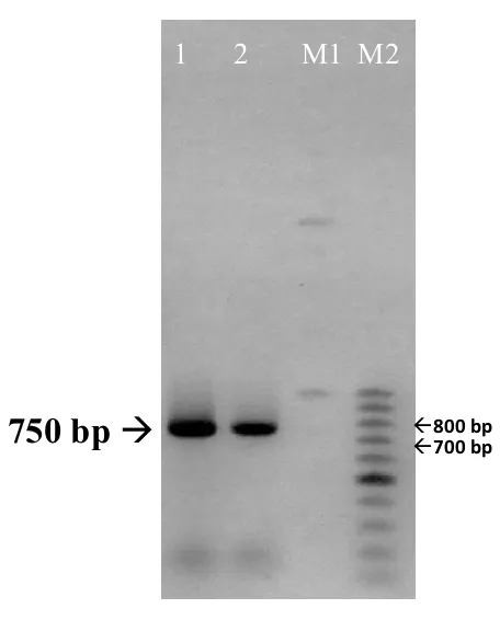 Gambar 1. Hasil PCR DNA Kromosom dan Colony PCR dari B. Subtilis sp. spizizenii W23 pada agarose 1% dengan TAE 1X