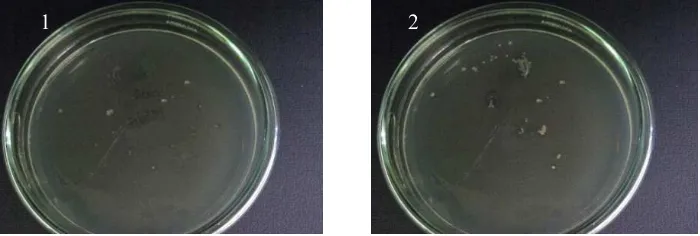 Gambar 4. Hasil Transformasi Sel Kompeten dengan Plasmid Rekombinan pada Media LB-Amp