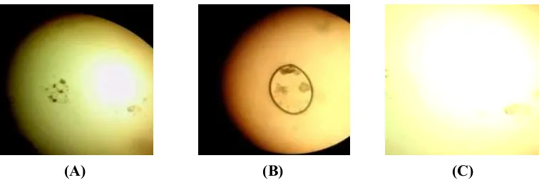 Gambar 1. Hasil Pemeriksaan Makroskopis Terhadap Kesembuhan Luka  dan Pengurangan Keropeng 
