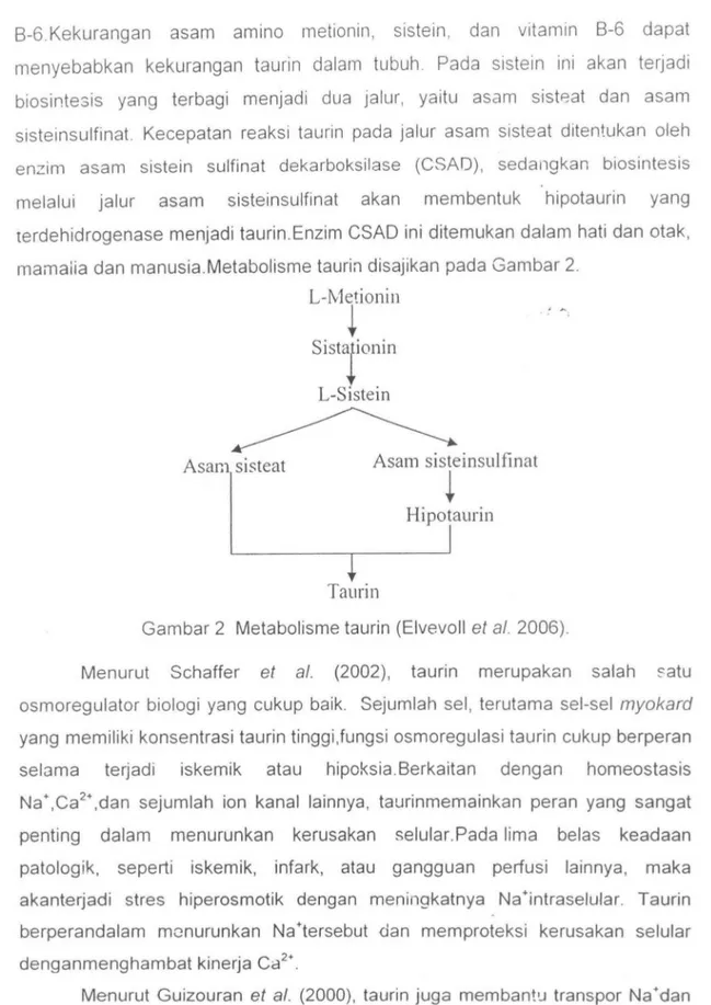 Gambar 2  Metabolisme taurin  (Elvevoll  et  a/.  2006). 