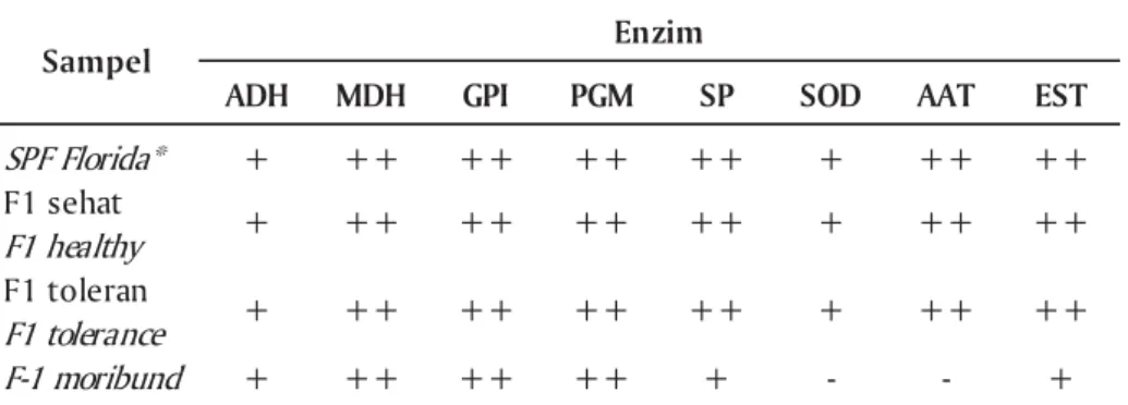Gambar  4. Ekspresi  dari  total  protein  hemolymph  pada  HLS  dalam sarcoplasmic  protein;  1-3  (udang  yang  bersifat  SPF  dari Florida),  4-6  (F-1-  moribund),  7-9  (F-1-toleran)  dan  10-12 (F-1-sehat)  dengan  analisis  allozyme  elektroforesis 