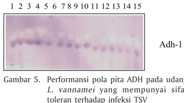 Gambar 5. Performansi pola pita ADH pada udang L. vannamei yang mempunyai sifat toleran terhadap infeksi TSV