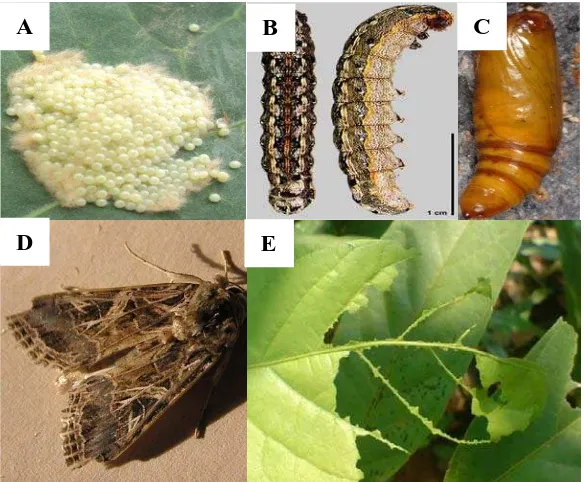 Gambar 1. (a). Kelompok telur Spodoptera sp., (b). Larva Spodoptera sp., (c).pupa Spodoptera sp., (d).Imago jantan Spodoptera sp