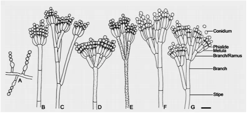 Gambar 2. Bentuk percabangan konidiofor Penicillium sp. (a). konidiofor tunggal,                  (b)