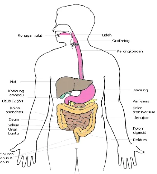 Gambar i. anatomi sistem pencernaan 