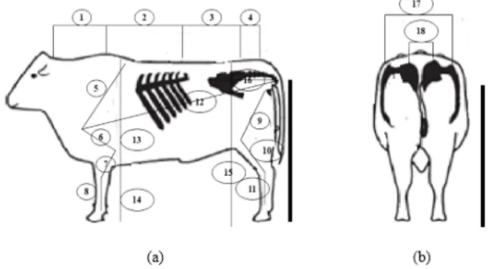 Gambar 1. Contoh pengambilan foto dan pengukuran  parameter  tubuh  sapi.  (a)  tampak  samping; 