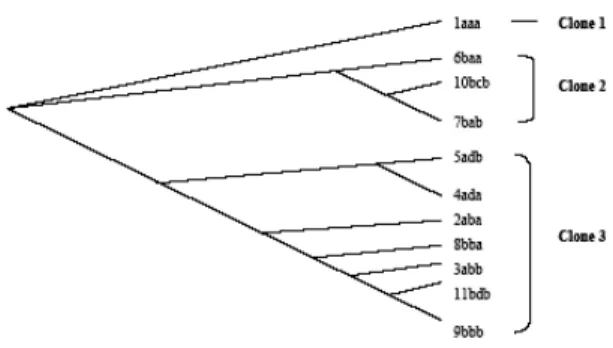 Gambar 3.  Dendrogram Filogeni diantara 11  Klonal Haplotipe Kakap Merah di  Laut Jawa Menurut Maximum  Like-lihood Method