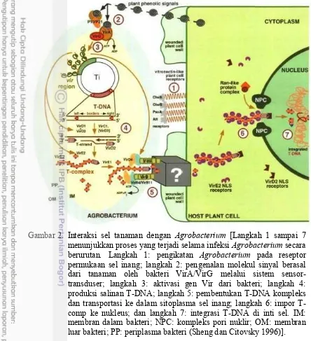 Gambar 2. Interaksi sel tanaman dengan Agrobacterium [Langkah 1 sampai 7 
