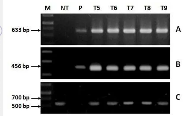 Gambar 8.  Hasil analisis DNA genom dari Kappaphycus alvarezii mengguna-